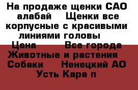 На продаже щенки САО (алабай ). Щенки все корпусные с красивыми линиями головы . › Цена ­ 30 - Все города Животные и растения » Собаки   . Ненецкий АО,Усть-Кара п.